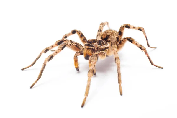 Pavouk Izolovaný Bílém Pozadí — Stock fotografie