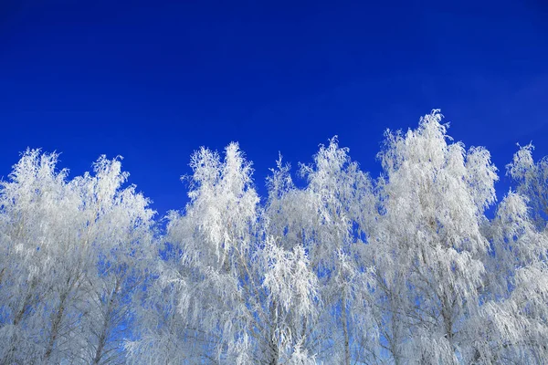 Branches Neige Sur Arbre Fond Bleu Ciel Jour Hiver Givré — Photo