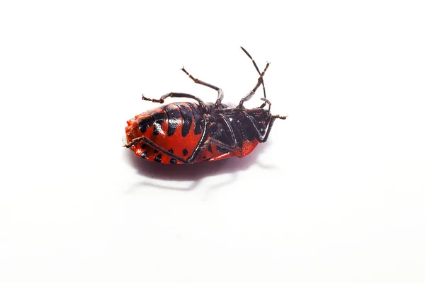 딱정벌레죽은 동물을 배경으로 가까이 — 스톡 사진