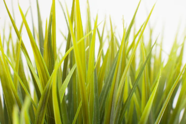 Hierba Sobre Blanco Fondo Cerca —  Fotos de Stock