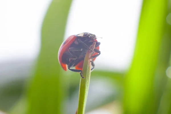 Belle Coccinelle Sur Fond Nature — Photo