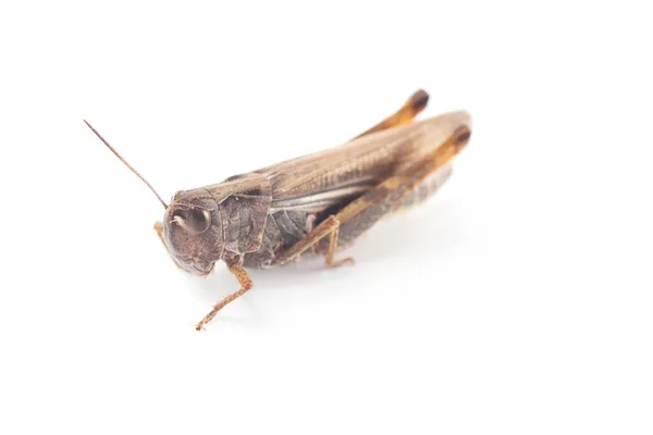 Profil Von Grasshopper Hintergrund Nahaufnahme — Stockfoto
