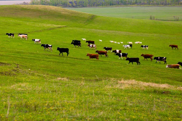 Vacas Pasto Verão Campo Verde — Fotografia de Stock