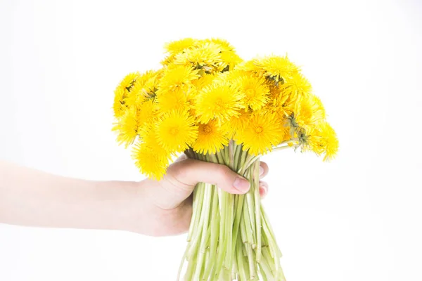 白い背景に隔離された手の中にタンポポの花束 美しい黄色のタンポポの花 — ストック写真