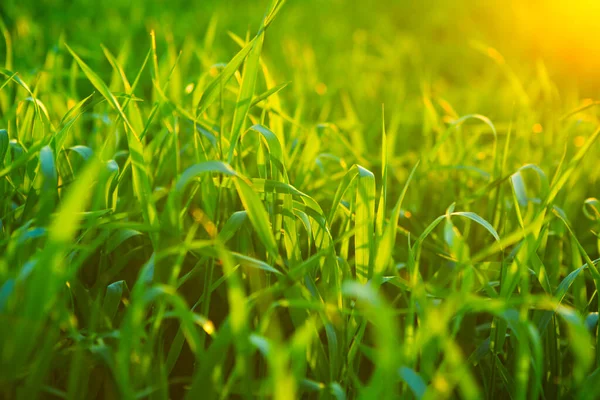 草の背景 緑の草の質感日の出や日没時の草 — ストック写真