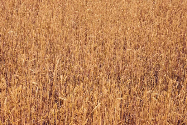 Weizenfeld Auf Naturhintergrund — Stockfoto