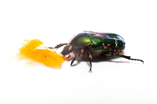 Beetle Animal Background Close — Stock Photo, Image