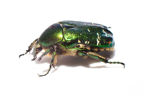 背景上的甲虫动物 — 图库照片