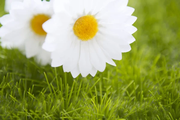 งหญ าฤด ใบไม ดอกเดซ อดอกคาโมไมล บนพ นหล งหญ าสดส — ภาพถ่ายสต็อก