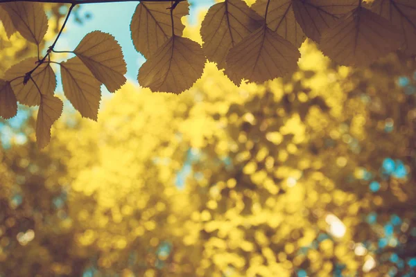 黄色の紅葉が背景にあります — ストック写真