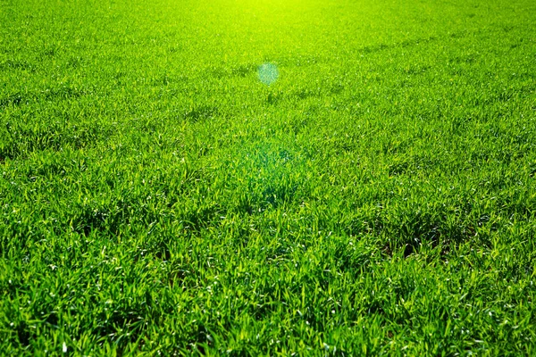 Sluiten Van Verse Dikke Gras Vroege Ochtend — Stockfoto