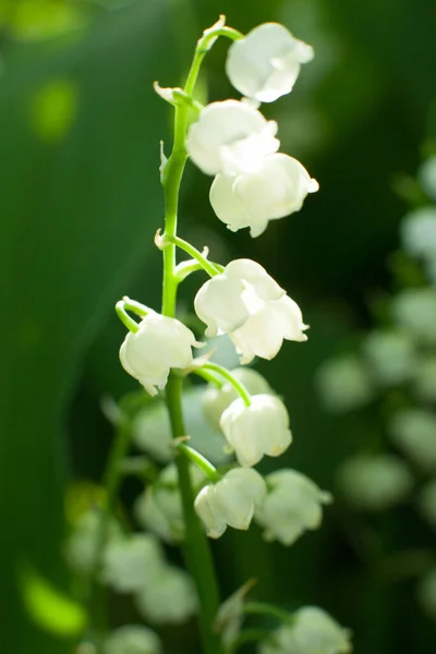 Haug Med Hvite Blomster – stockfoto