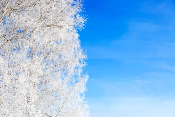 在白雪中的树枝在蓝天的映衬下 寒冷的冬天 白雪公主的枝条 圣诞节背景 — 图库照片