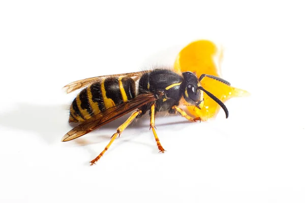 Wespe Isoliert Auf Weißem Hintergrund — Stockfoto