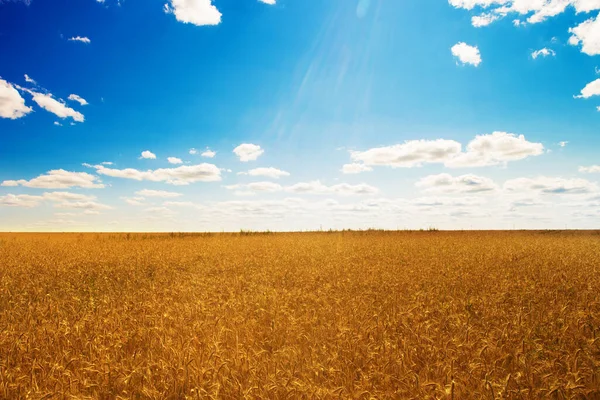 Пшеничное Поле Природе — стоковое фото