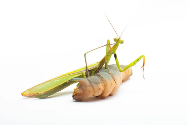 Mantis Religiosa Comiendo Fondo Cerca — Foto de Stock