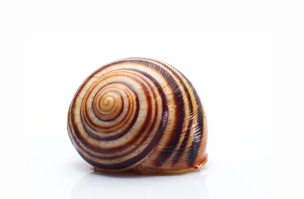 Slak Shell Geïsoleerd Witte Achtergrond — Stockfoto