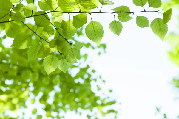 Foglie Fresche Sullo Sfondo Vicino — Foto Stock