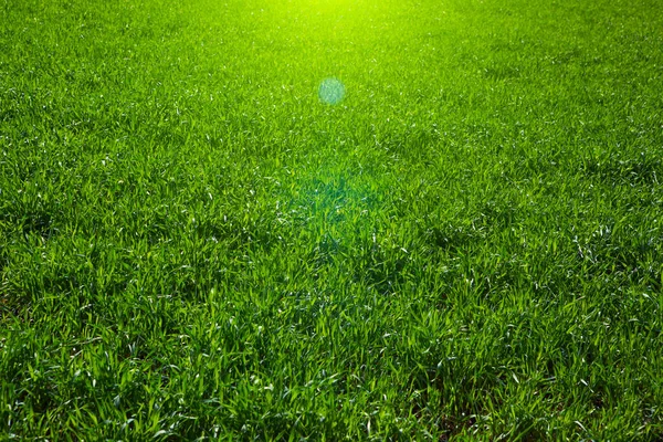 Fris Ochtend Groen Gras Groene Achtergrond — Stockfoto