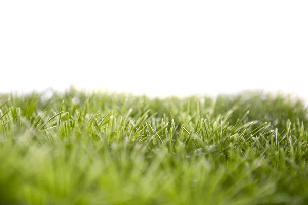 Groen Gras Geïsoleerd Witte Achtergrond Natuur — Stockfoto