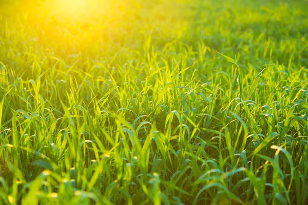 Grass background. Green grass texture Grass at sunrise or sunset