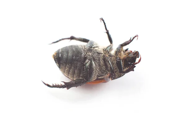 Dead Insekt Bakgrunden Närbild — Stockfoto