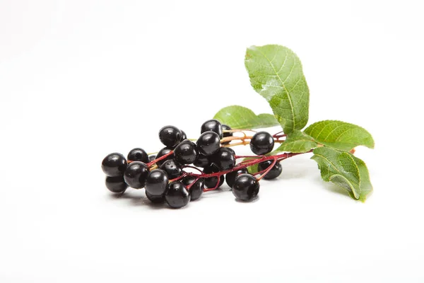 Arka planda Bird Cherry, kapat