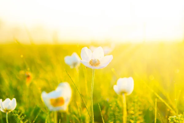 Papier Peint Printemps Été Avec Herbe Verte Petites Fleurs Blanches — Photo