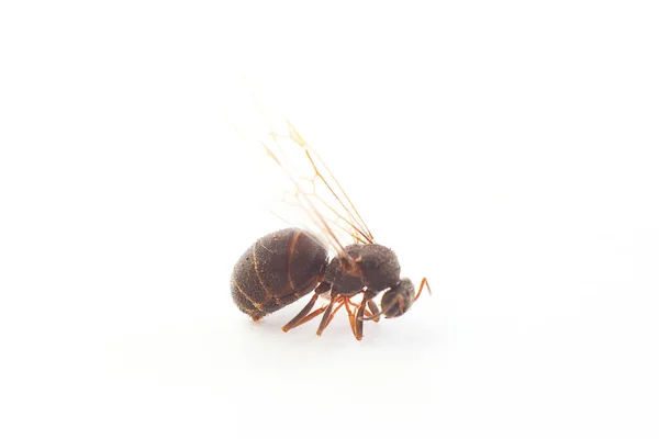 Queen Ant White Background Close — Stock Photo, Image