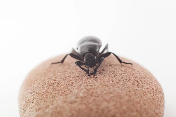 Coléoptère Animal Sur Fond Gros Plan — Photo