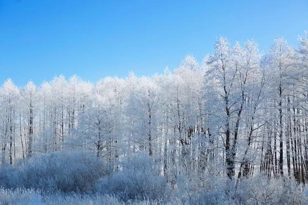 在雪地里的冬季公园 雪白美丽的冬季 圣诞节背景 — 图库照片