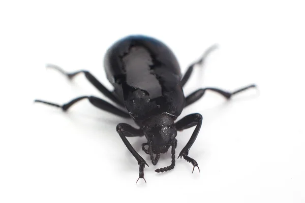 Coléoptère Animal Sur Fond Gros Plan — Photo