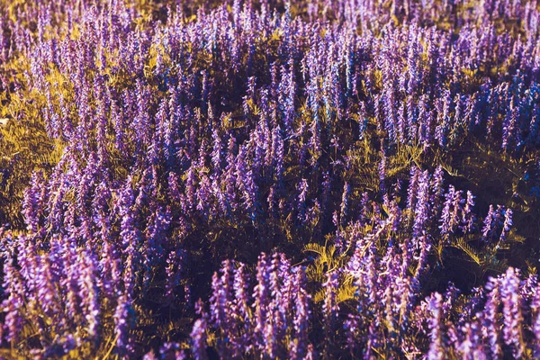 Detail Der Blühenden Fliederblumen — Stockfoto