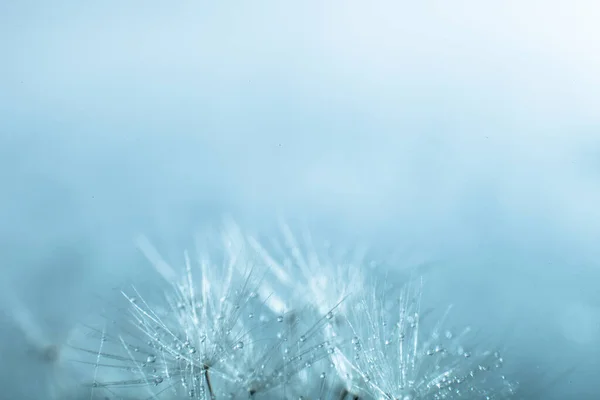 Benih Dandelion Fokus Dangkal — Stok Foto