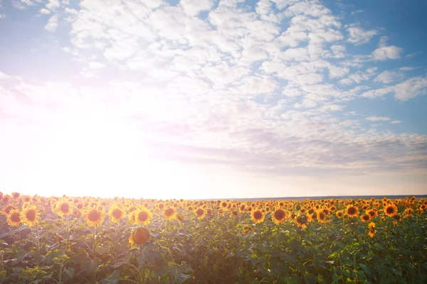 Field Blooming Sunflowers Background Sunset — Stock Photo, Image