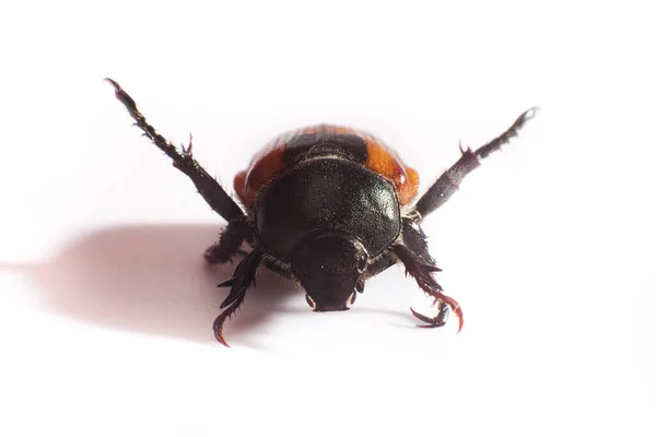 Escarabajo Animal Fondo Cerca — Foto de Stock