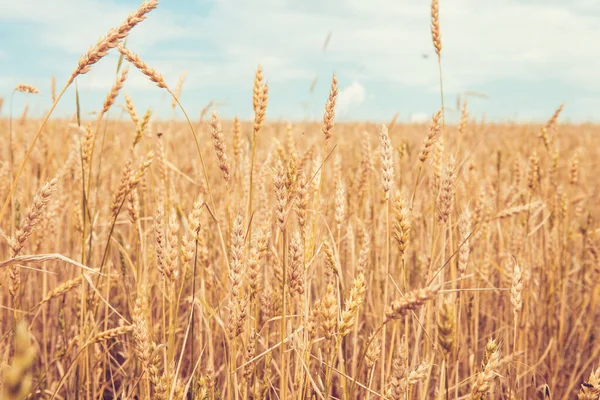 Wheat Field Nature Background — Stock Photo, Image