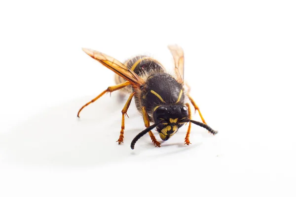 Wasp White Background Close — Stock Photo, Image