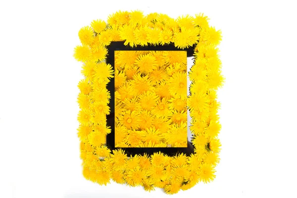 Скрижаль Золотые Цветы Одуванчики Белом Фоне Вид Сверху Плоский Желтые — стоковое фото