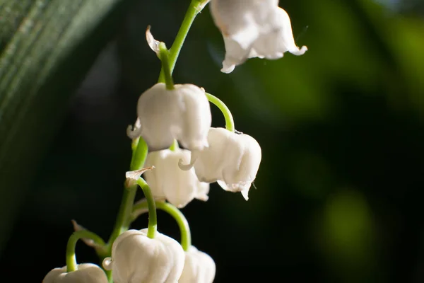 Zbliżenie Lilii Kwiatu Doliny — Zdjęcie stockowe