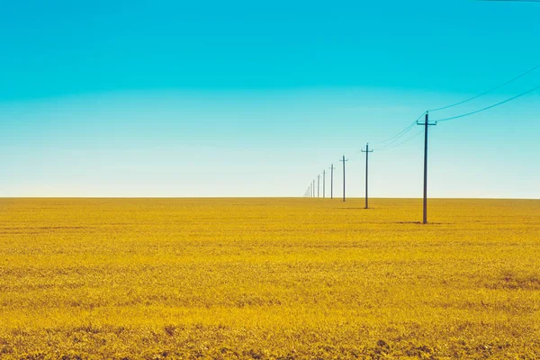 Beautiful Yellow Field Background — Stock Photo, Image