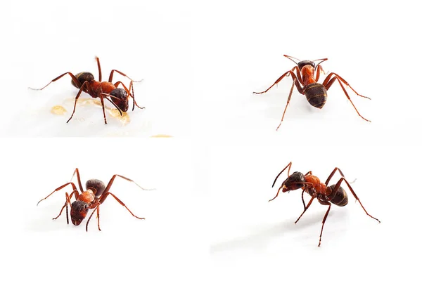 Close Ant White Background Close — Stock Photo, Image