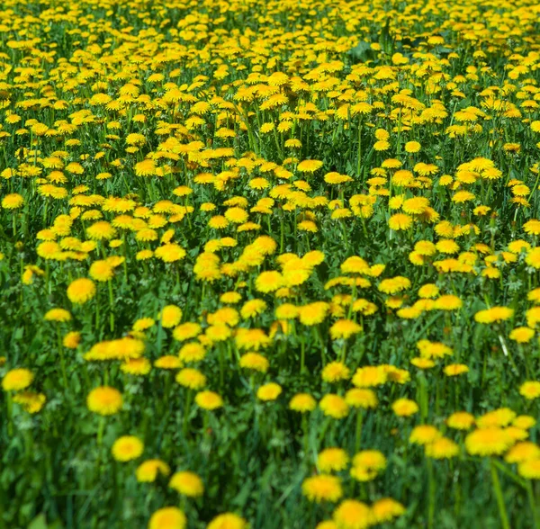 Dandelion Clump Nature Background — Stock Photo, Image