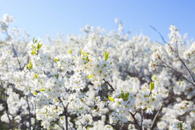 İlkbaharda kiraz çiçekleri açar.