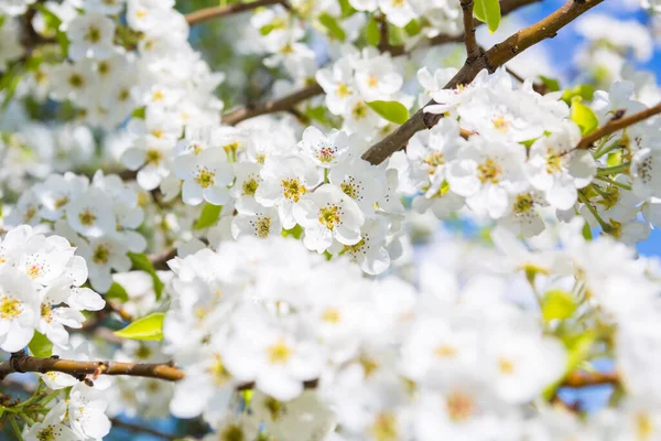 Blommor av körsbär blommar pÃ ¥en vÃ ¥r — Stockfoto