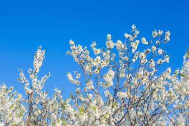 İlkbaharda kiraz çiçekleri açar.