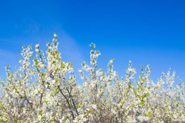 İlkbaharda kiraz çiçekleri açar.