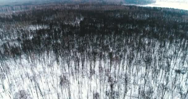 Kışın ağaçların üzerinden uçan hava videosu — Stok video