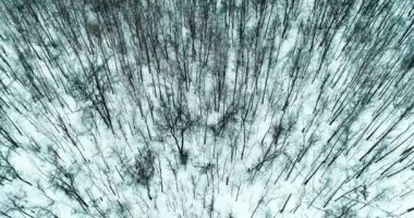 Kışın ağaçların üzerinden uçan hava videosu