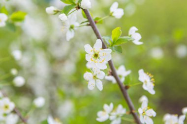 İlkbaharda kiraz çiçekleri açar.